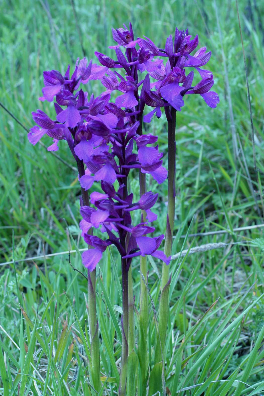 Altra orchidea